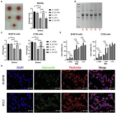 Frontiers | Optimized Attenuated Salmonella Typhimurium Suppressed